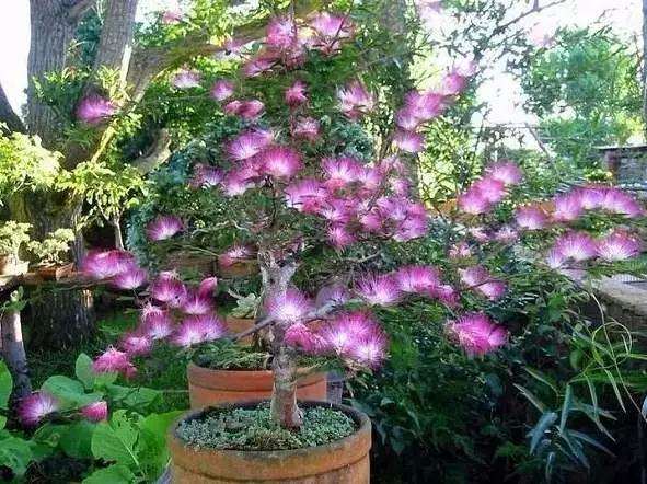 合欢树盆景采掘后怎么上盆修剪