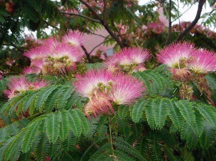 合欢下山桩采掘后怎么养胚的方法