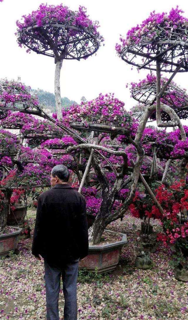 制作三角梅盆景