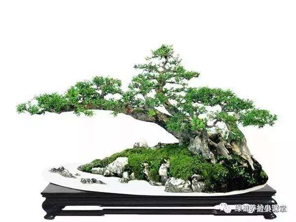 对节白蜡盆景树怎么养护的5个方法