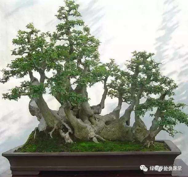 对节白蜡盆景树怎么养护的5个方法