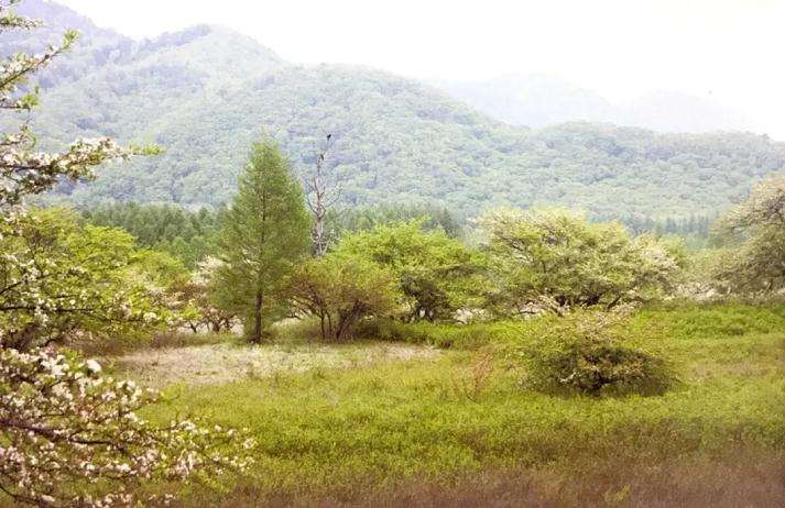 图解 怎么制成丛林型盆景的方法 17幅