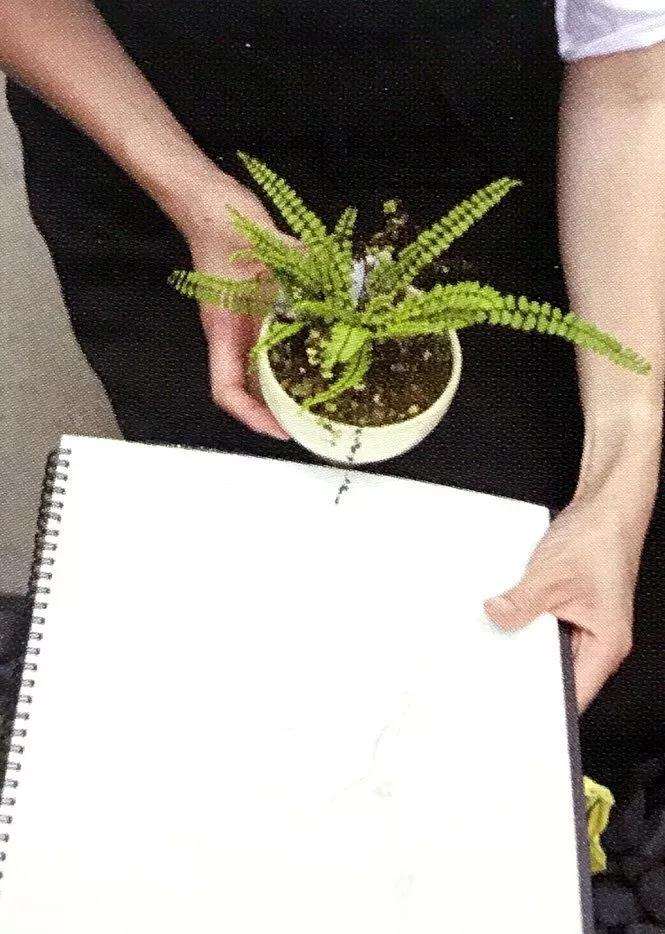 图解 怎么制成丛林型盆景的方法 17幅