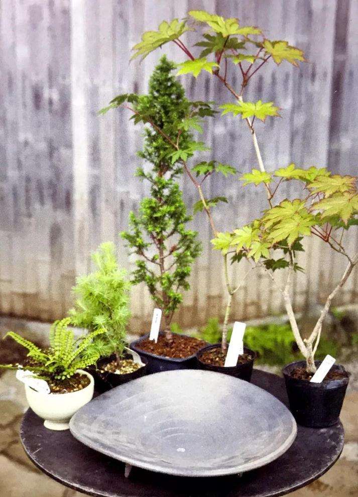 图解 怎么制成丛林型盆景的方法 17幅