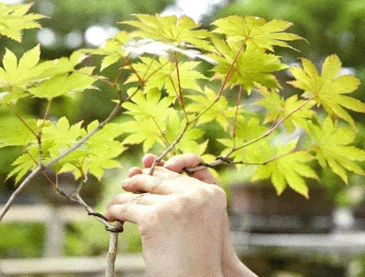 图解 怎么制成丛林型盆景的方法 17幅