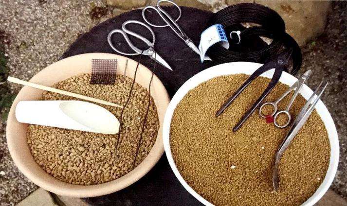 图解 怎么制成丛林型盆景的方法 17幅