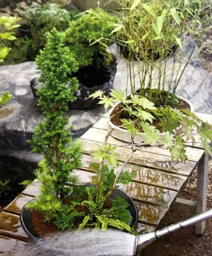 图解 怎么制成丛林型盆景的方法 17幅