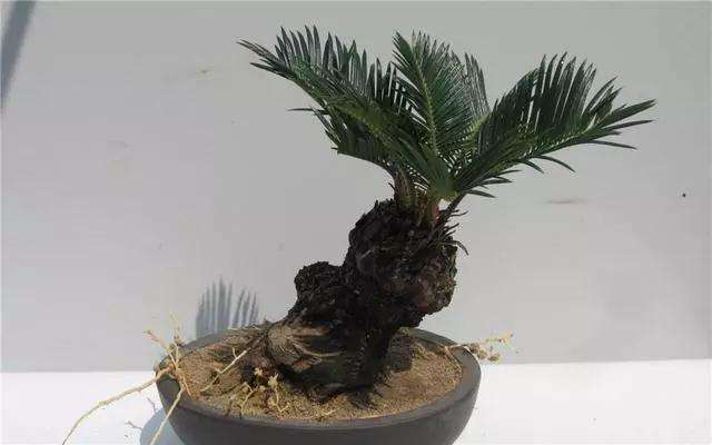 铁树盆景怎么上盆栽植的方法