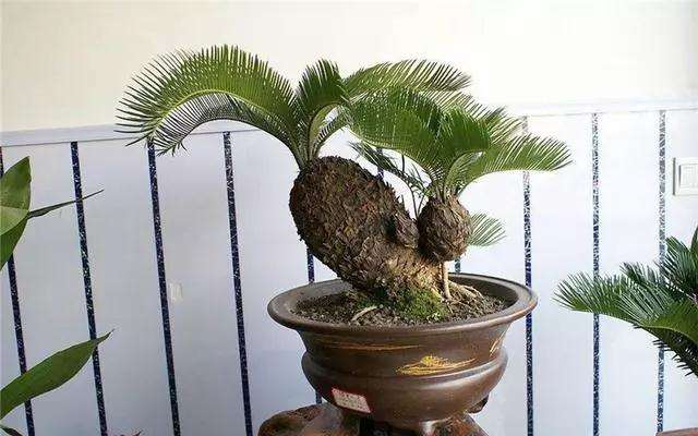 铁树盆景怎么上盆栽植的方法