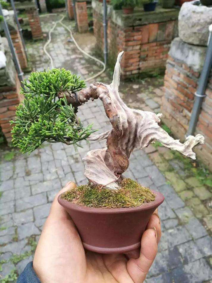 图解 盆景舍利干怎么创作的历程