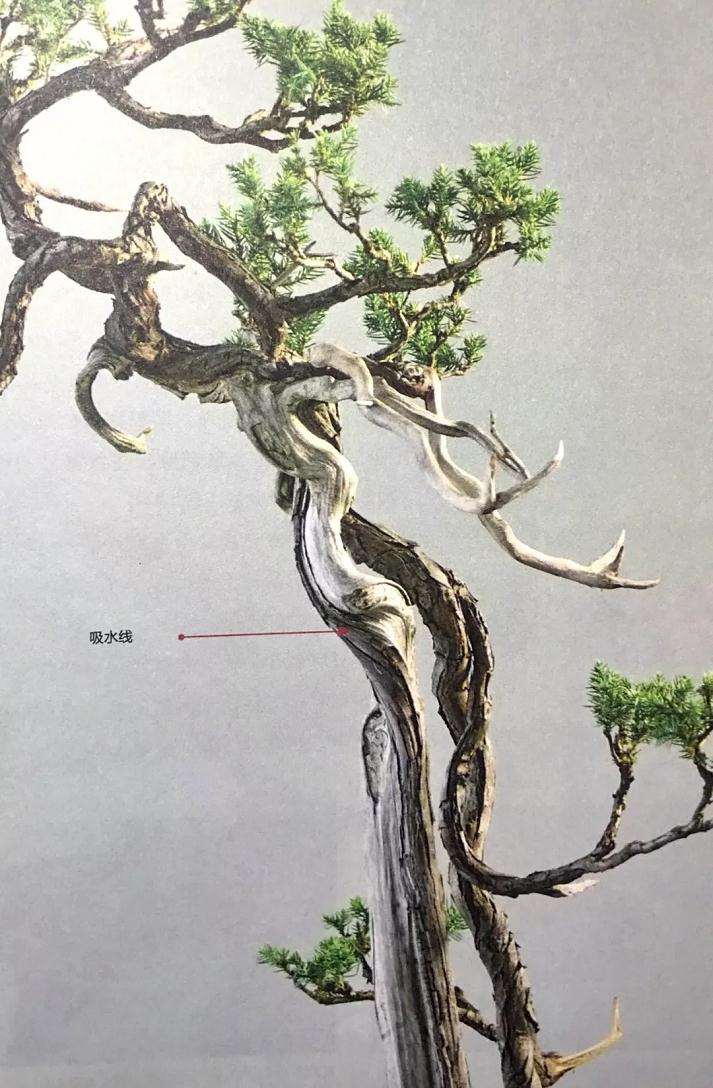 图解 盆景舍利干怎么创作的历程