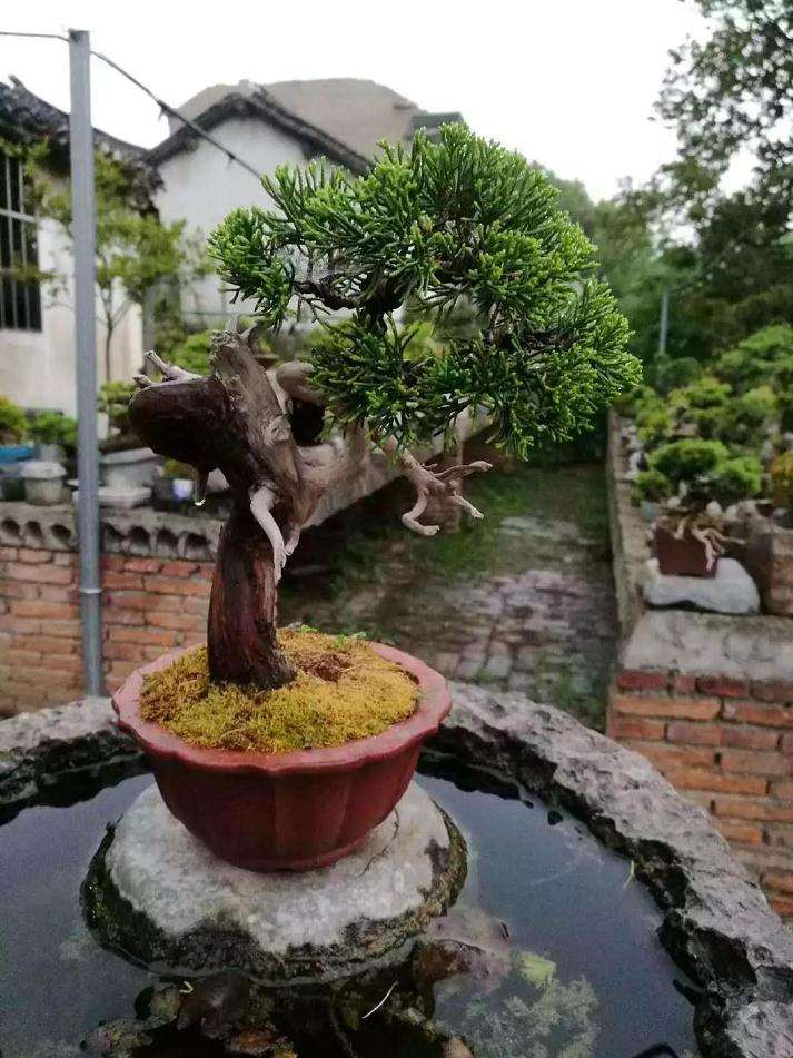 图解 盆景舍利干怎么创作的历程