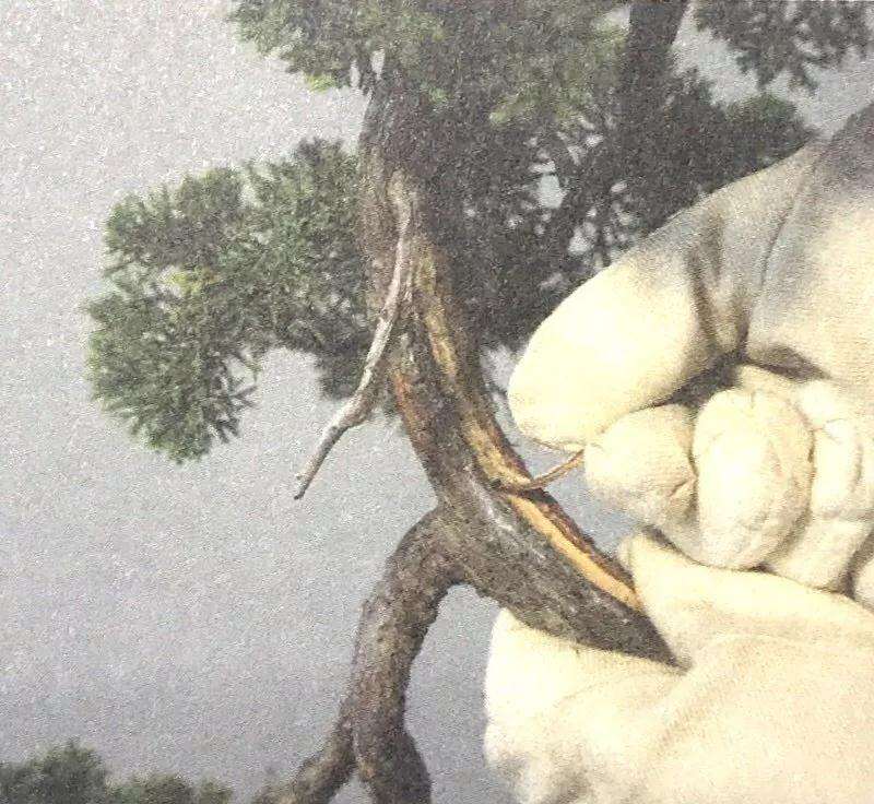 图解 盆景舍利干怎么创作的历程