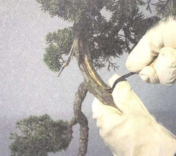 图解 盆景舍利干怎么创作的历程