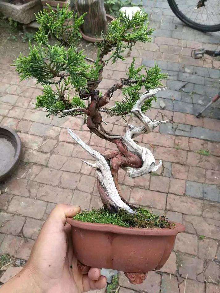 图解 盆景舍利干怎么创作的历程