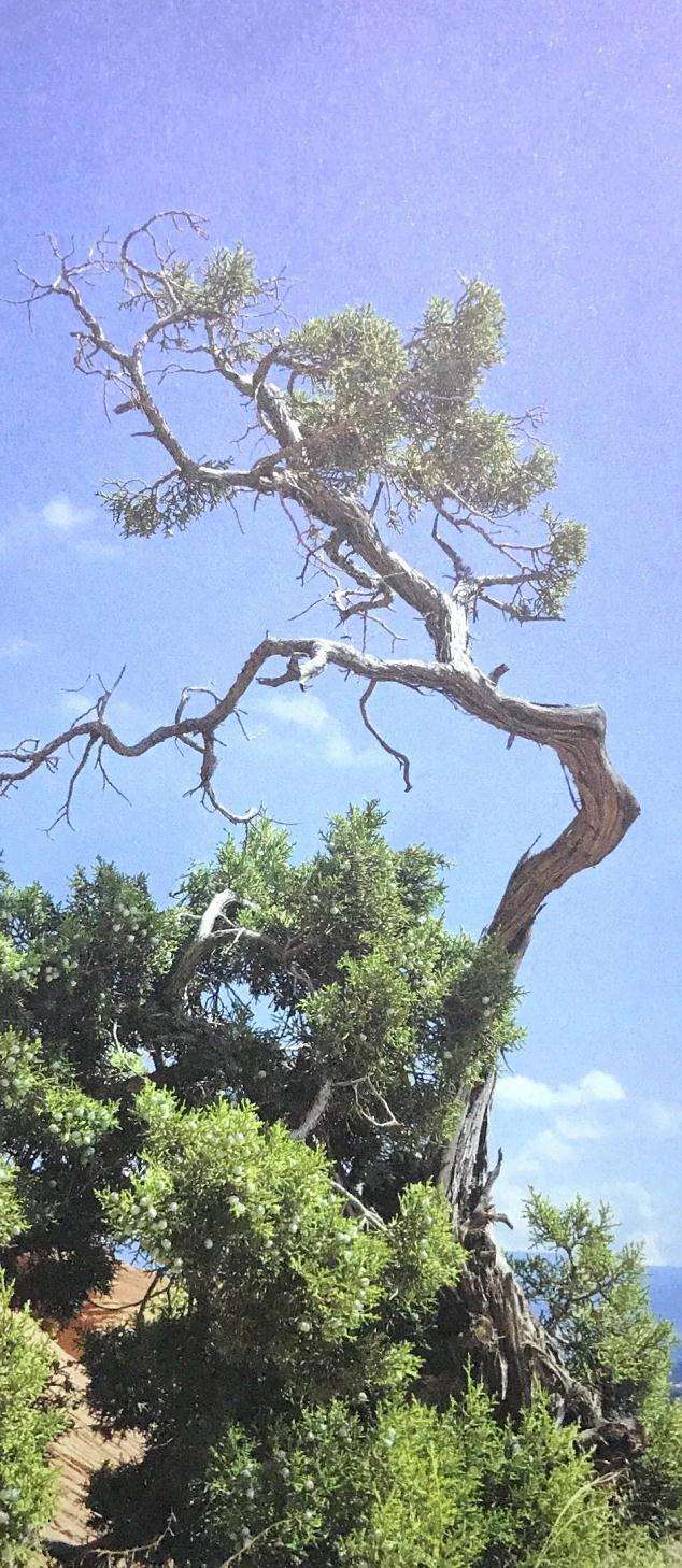 图解 盆景舍利干怎么创作的历程