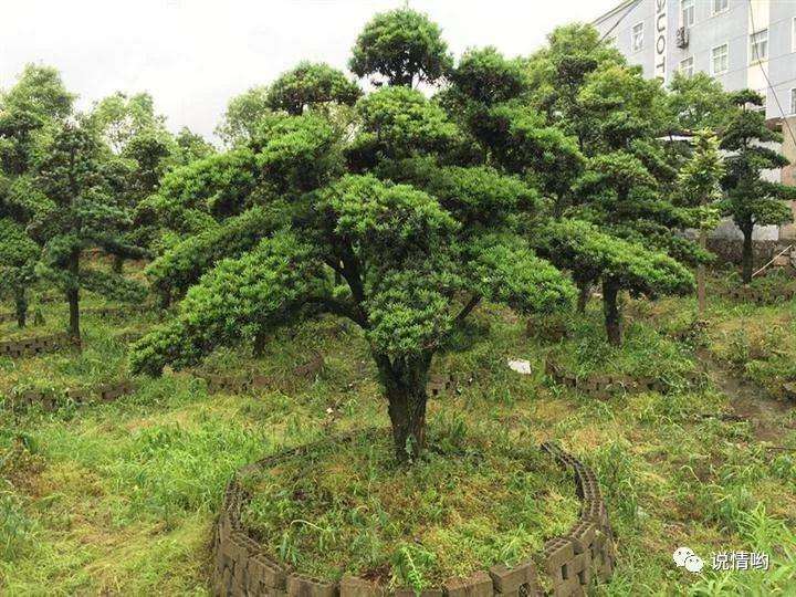 罗汉松盆景价格太高了