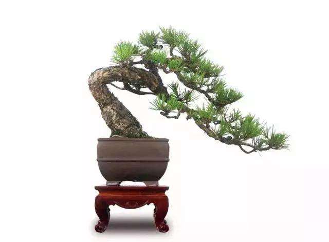 黄山松盆景怎么蟠扎造型的方法