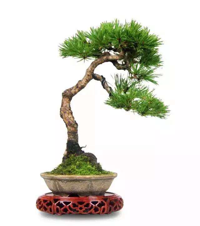 黄山松盆景怎么蟠扎造型的方法