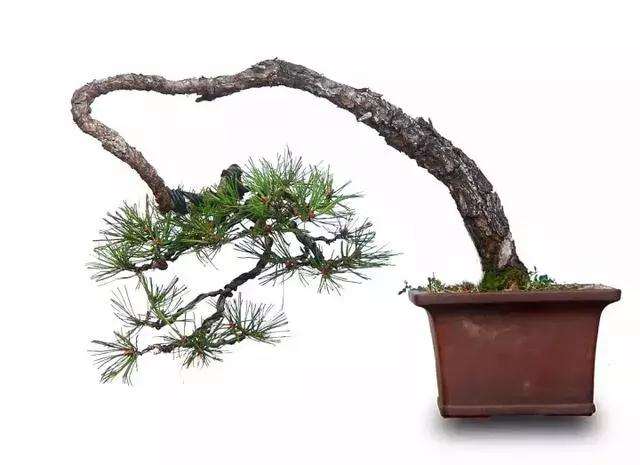 黄山松盆景怎么蟠扎造型的方法