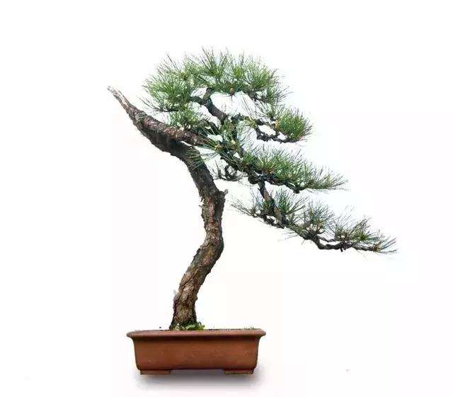 黄山松盆景怎么蟠扎造型的方法