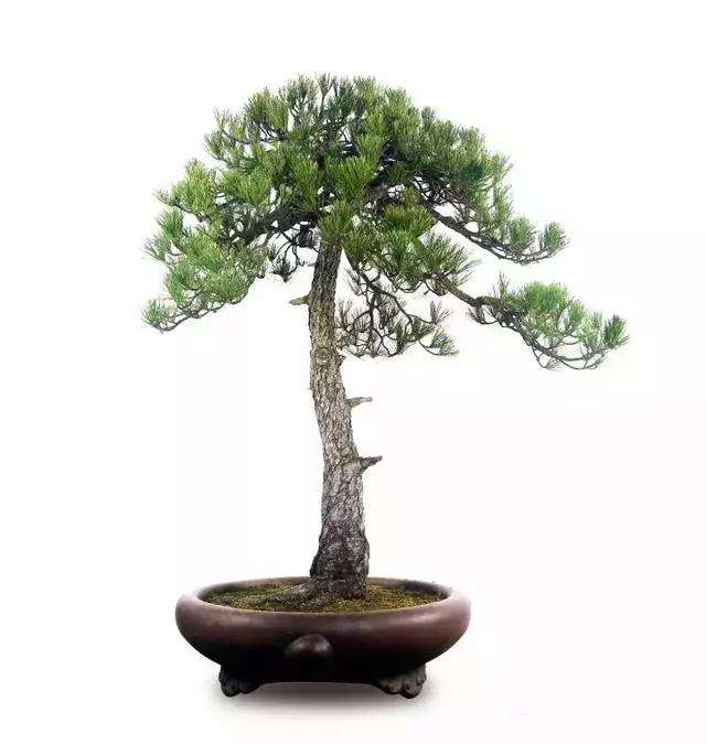 黄山松盆景怎么蟠扎造型的方法