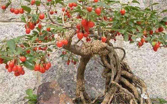 枸杞盆景枝叶出现黄叶