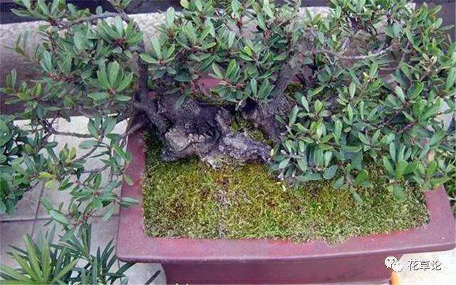 枸杞盆景枝叶出现黄叶