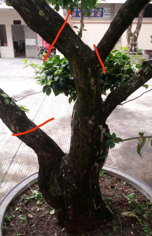 盆景桩材怎么造型设计的方法