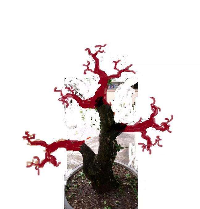 盆景桩材怎么造型设计的方法