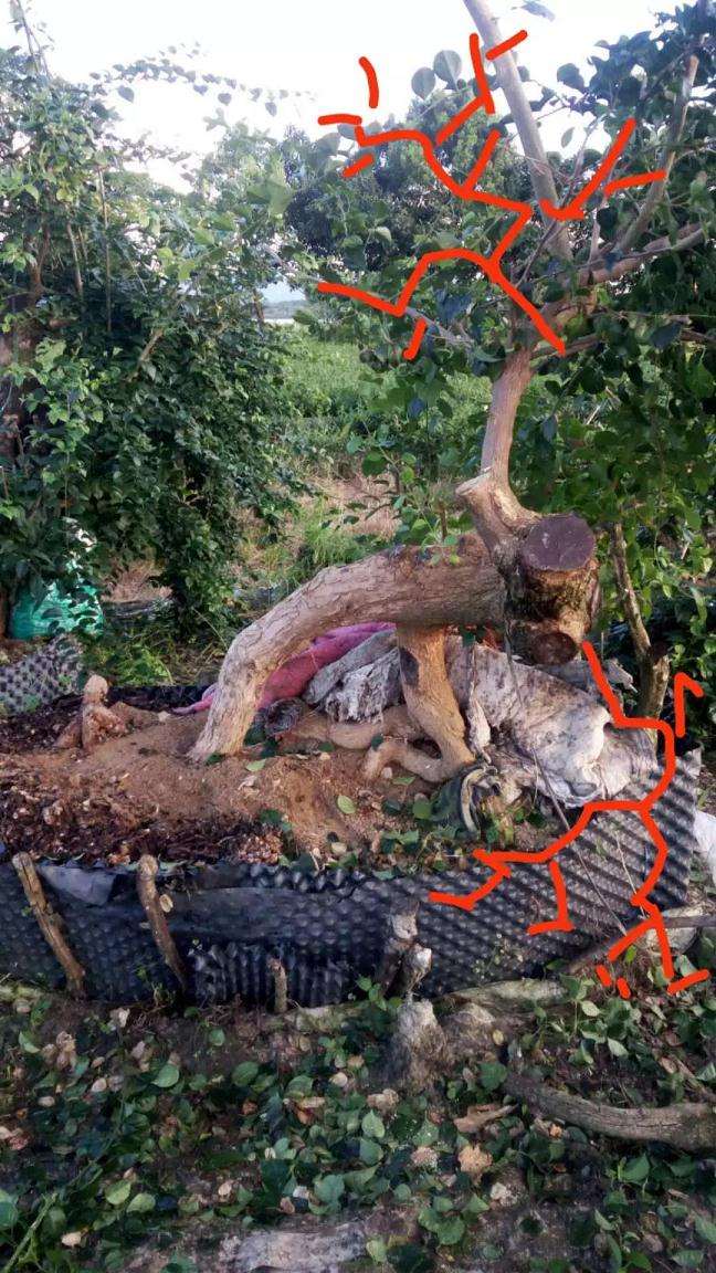 盆景桩材怎么造型设计的方法