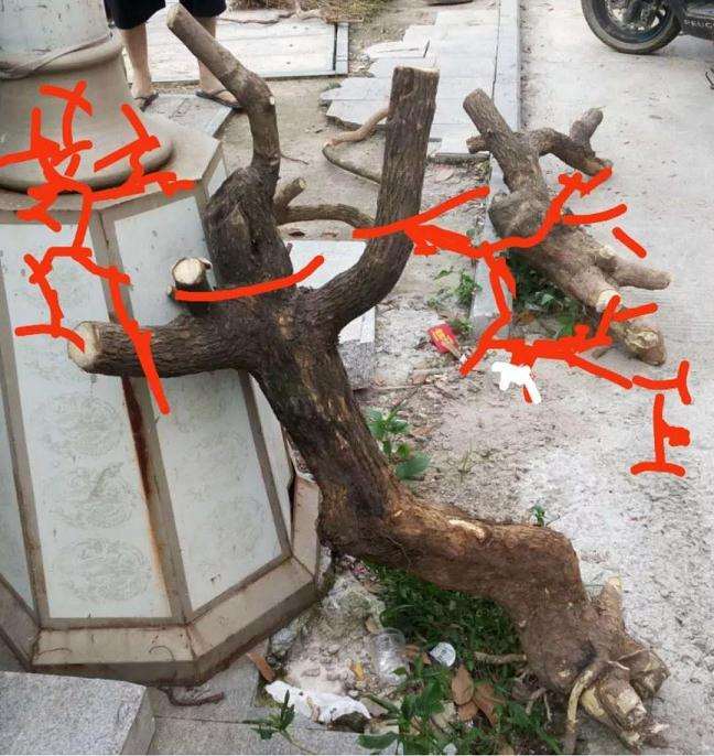 盆景桩材怎么造型设计的方法