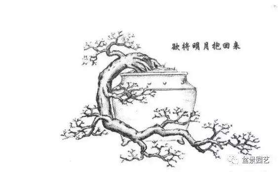 怎么快速掌握盆景制作的基本功