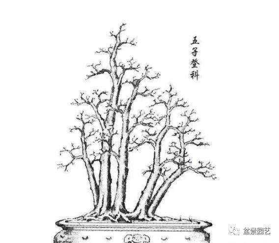 怎么快速掌握盆景制作的基本功