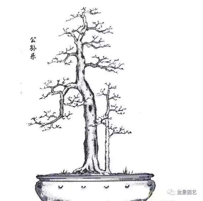 怎么快速掌握盆景制作的基本功