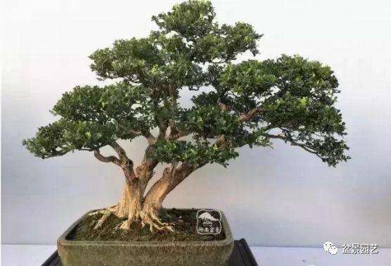 怎么快速掌握盆景制作的基本功