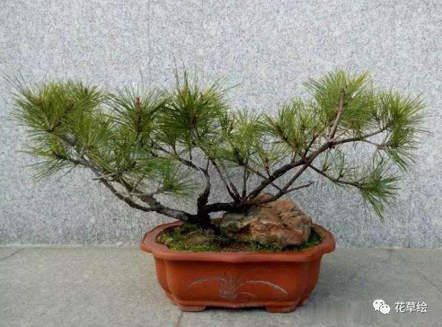 山松盆景怎么修整叶片和枝条