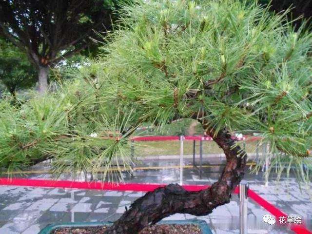 山松盆景怎么浇水施肥的方法