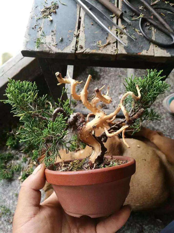 盆景骨架怎么造型的方法