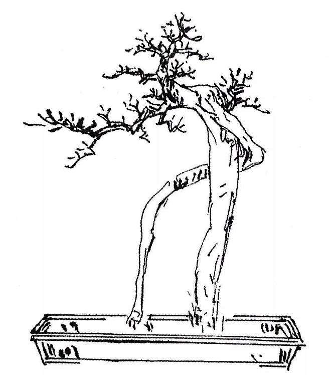 盆景骨架怎么造型的方法