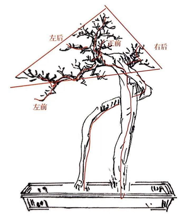 盆景骨架怎么造型的方法