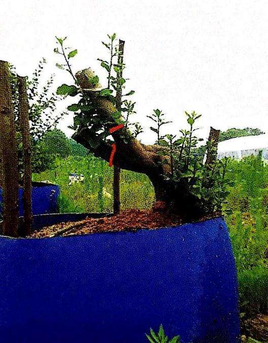 盆景骨架怎么造型的方法