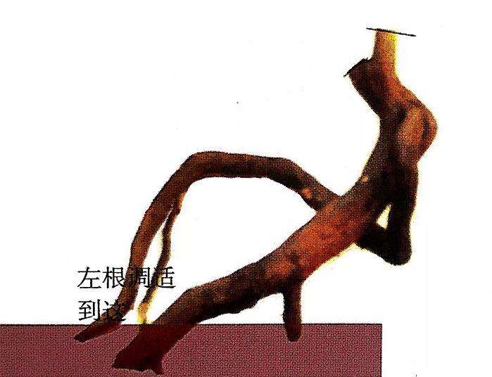 盆景骨架怎么造型的方法