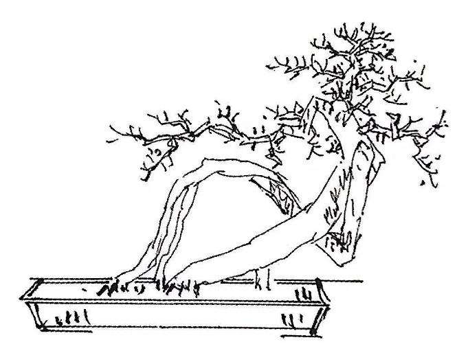 盆景骨架怎么造型的方法