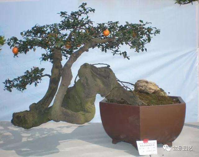 盆景树桩繁殖成功率高