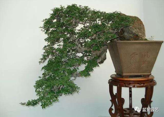 盆景树桩繁殖成功率高