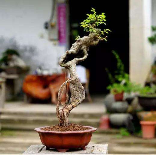 榆树盆景的其他原因也导致生长不良