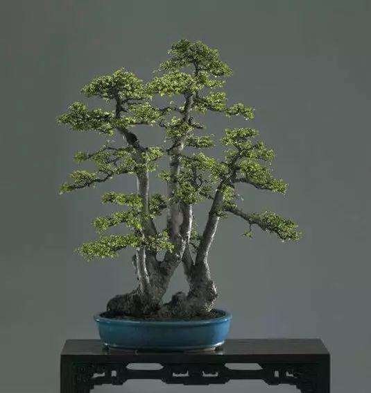 榆树盆景越是修剪越利于发叶分枝