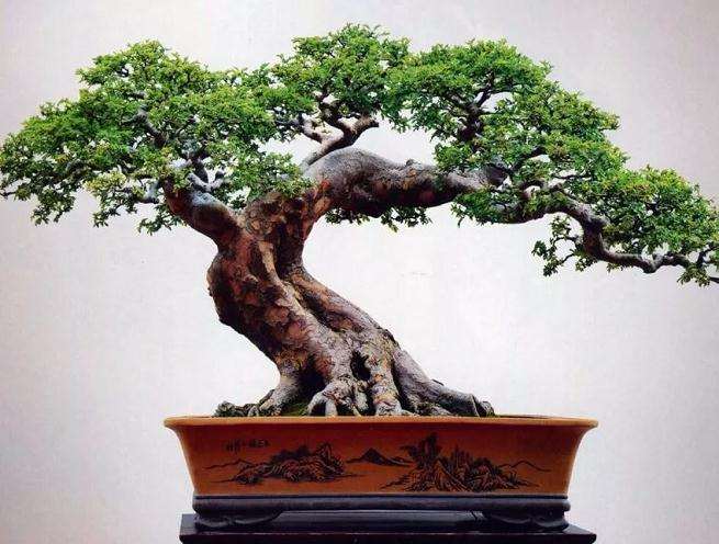 榆树盆景施肥不当造成榆树掉叶或不长叶