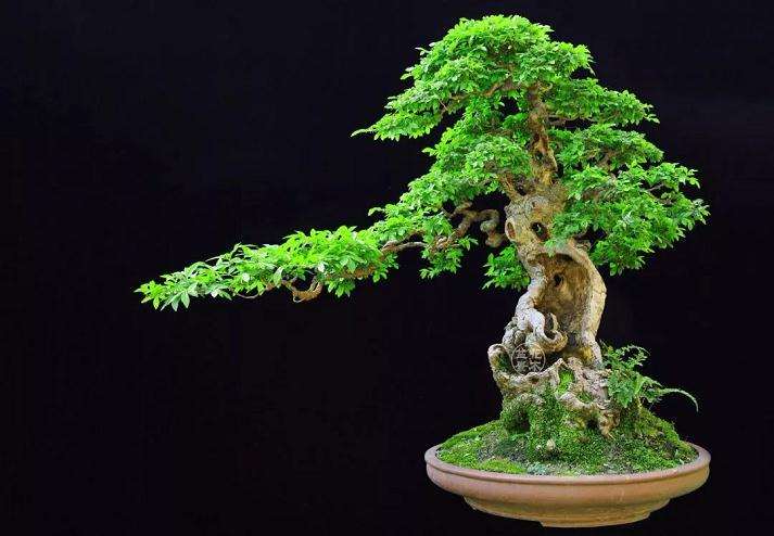 为什么榆树盆景浇水不当导致生长不良